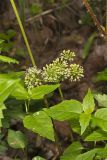 Wild sarsaparilla, Aralia nudicaulis