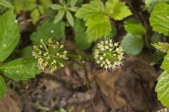 Wild sarsaparilla, Aralia nudicaulis