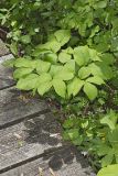 Wild sarsaparilla, Aralia nudicaulis
