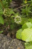 Wild sarsaparilla, Aralia nudicaulis