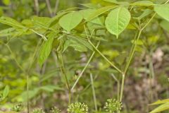 Wild Sarsaparilla, Aralia nudicaulis