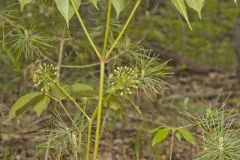 Wild Sarsaparilla, Aralia nudicaulis
