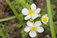 Wild Strawberry