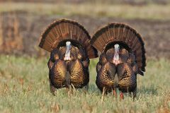 Wild Turkey