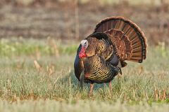 Wild Turkey, Meleagris gallopavo