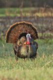 Wild Turkey, Meleagris gallopavo