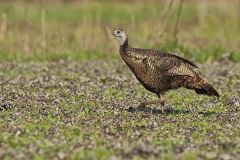 Wild Turkey, Meleagris gallopavo