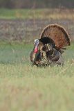 Wild Turkey, Meleagris gallopavo