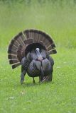 Wild Turkey, Meleagris gallopavo