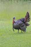 Wild Turkey, Meleagris gallopavo