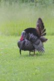 Wild Turkey, Meleagris gallopavo