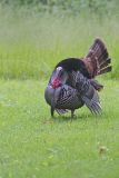 Wild Turkey, Meleagris gallopavo