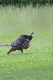 Wild Turkey, Meleagris gallopavo
