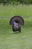 Wild Turkey, Meleagris gallopavo