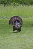 Wild Turkey, Meleagris gallopavo