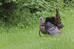 Wild Turkey, Meleagris gallopavo