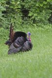 Wild Turkey, Meleagris gallopavo