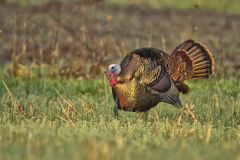 Wild Turkey, Meleagris gallopavo