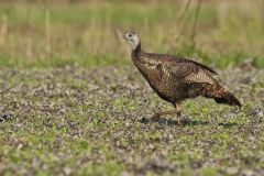 Wild Turkey, Meleagris gallopavo