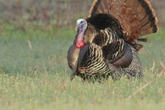 Wild Turkey, Meleagris gallopavo