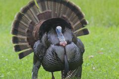 Wild Turkey, Meleagris gallopavo