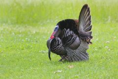 Wild Turkey, Meleagris gallopavo