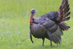 Wild Turkey, Meleagris gallopavo