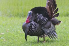 Wild Turkey, Meleagris gallopavo