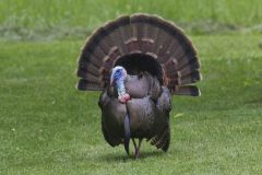 Wild Turkey, Meleagris gallopavo