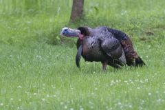 Wild Turkey, Meleagris gallopavo