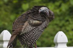 Wild Turkey, Meleagris gallopavo