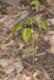 Wild Yam, Dioscorea villosa