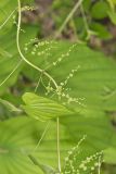 Wild Yam, Dioscorea villosa