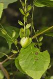 Wild Yam, Dioscorea villosa