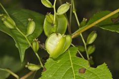 Wild Yam