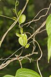 Wild Yam, Dioscorea villosa