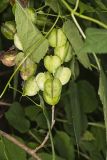 Wild Yam, Dioscorea villosa
