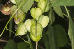 Dioscoreaceae, Yam family