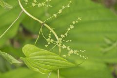 Wild Yam, Dioscorea villosa