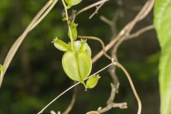 Wild Yam, Dioscorea villosa