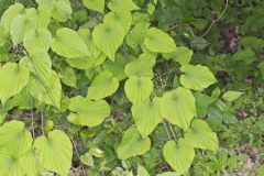 Wild Yam, Dioscorea villosa