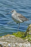 Willet, Tringa semipalmata