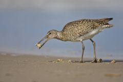 Willet, Tringa semipalmata
