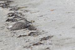 Willet, Tringa semipalmata