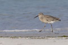 Willet, Tringa semipalmata