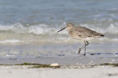 Willet, Tringa semipalmata