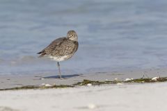Willet, Tringa semipalmata