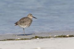 Willet, Tringa semipalmata
