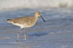 Willet, Tringa semipalmata