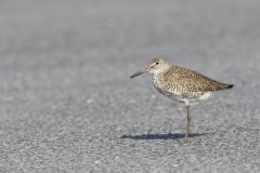 Willet, Tringa semipalmata